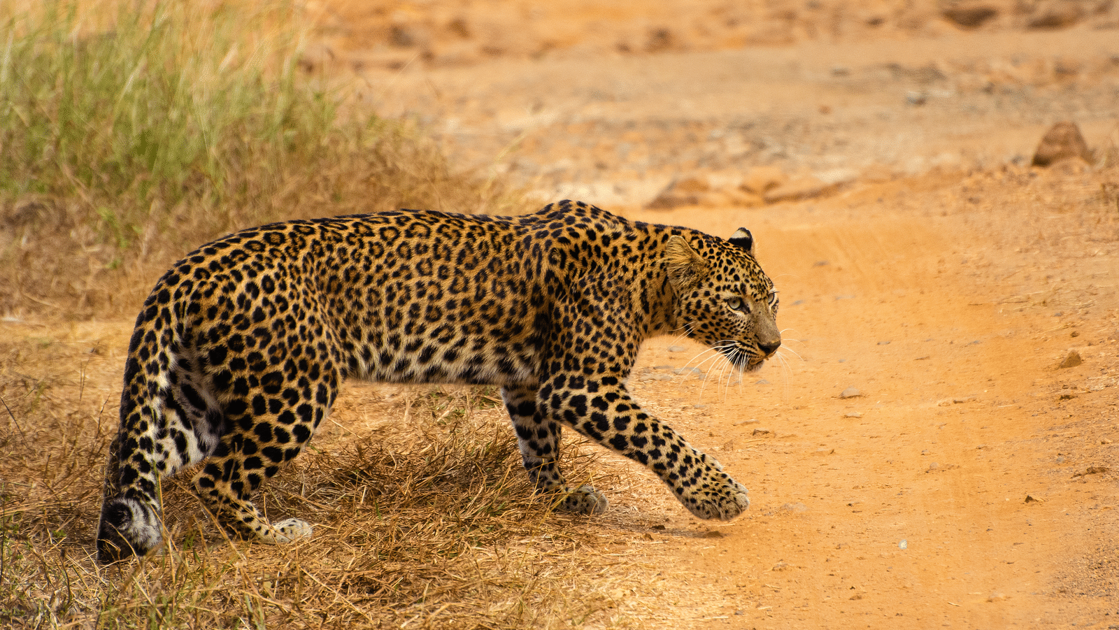 A Indian leopard walking to a pathway at Trees N Tigers, Tadoba.